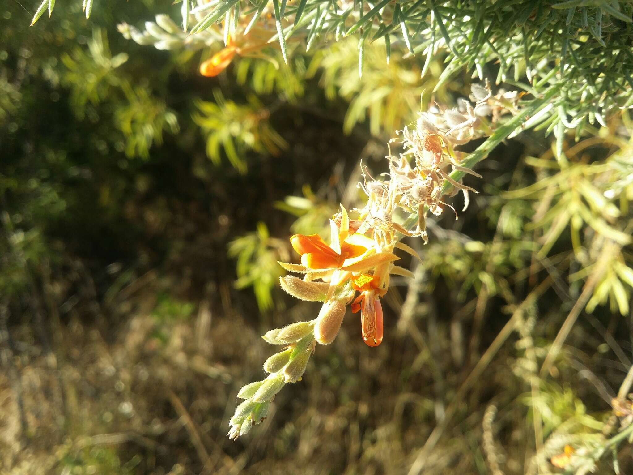 Слика од Jacksonia furcellata (Bonpl.) DC.