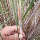 Image of Themeda avenacea (F. Muell.) T. Durand & B. D. Jacks.