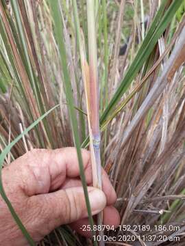 Plancia ëd Themeda avenacea (F. Muell.) T. Durand & B. D. Jacks.