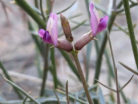 Imagem de Astragalus pterocarpus S. Wats.