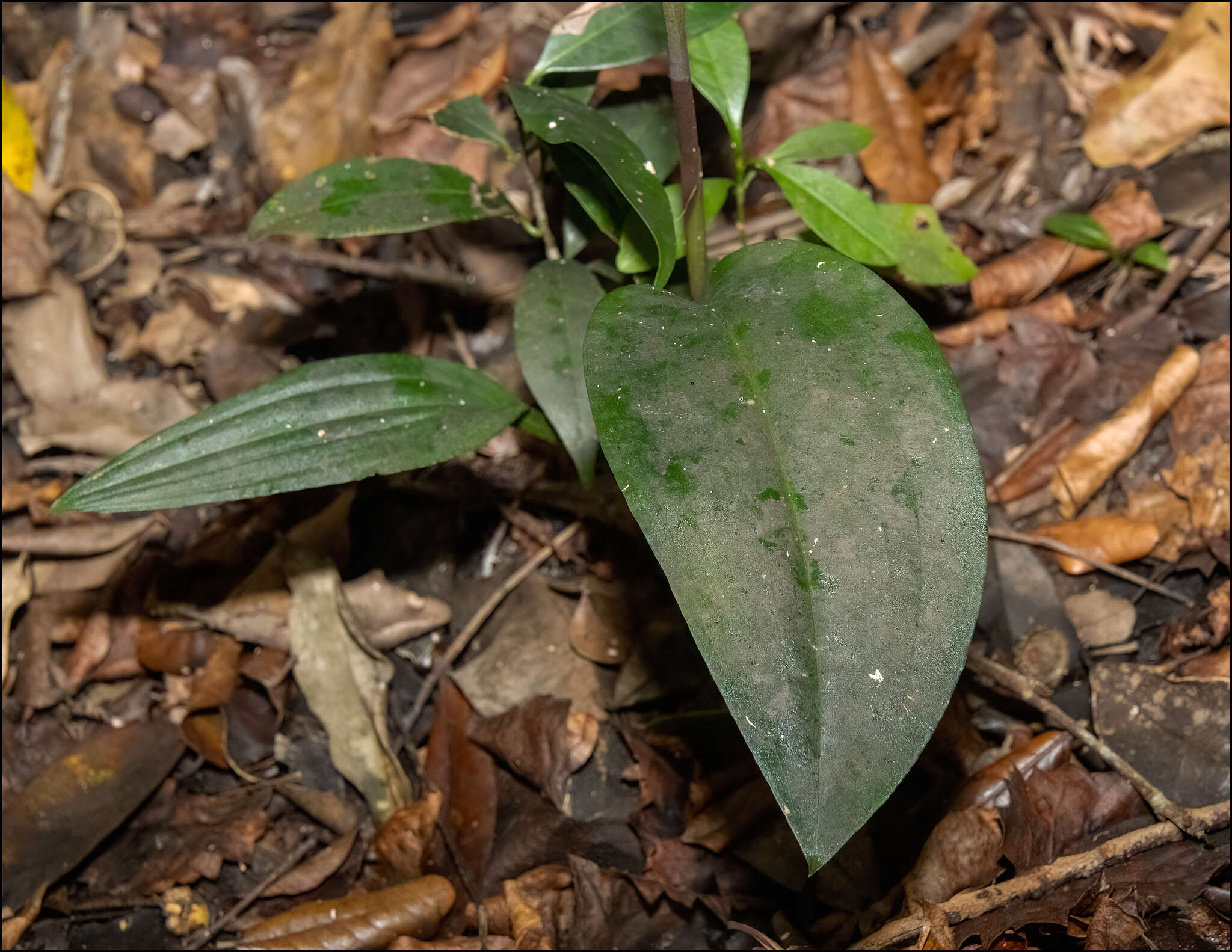 Image of Long-claw orchids