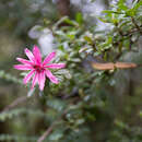 Image of Barnadesia arborea Kunth