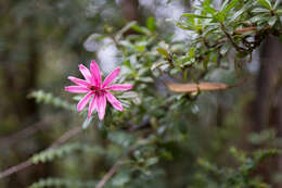 Image of Barnadesia arborea Kunth