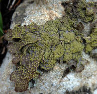 Image of Yellow specklebelly lichen