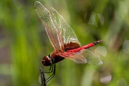 Image of Tramea stenoloba (Watson 1962)