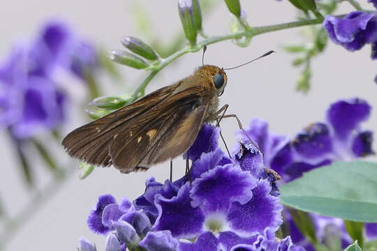 Image of Long-windged Skipper