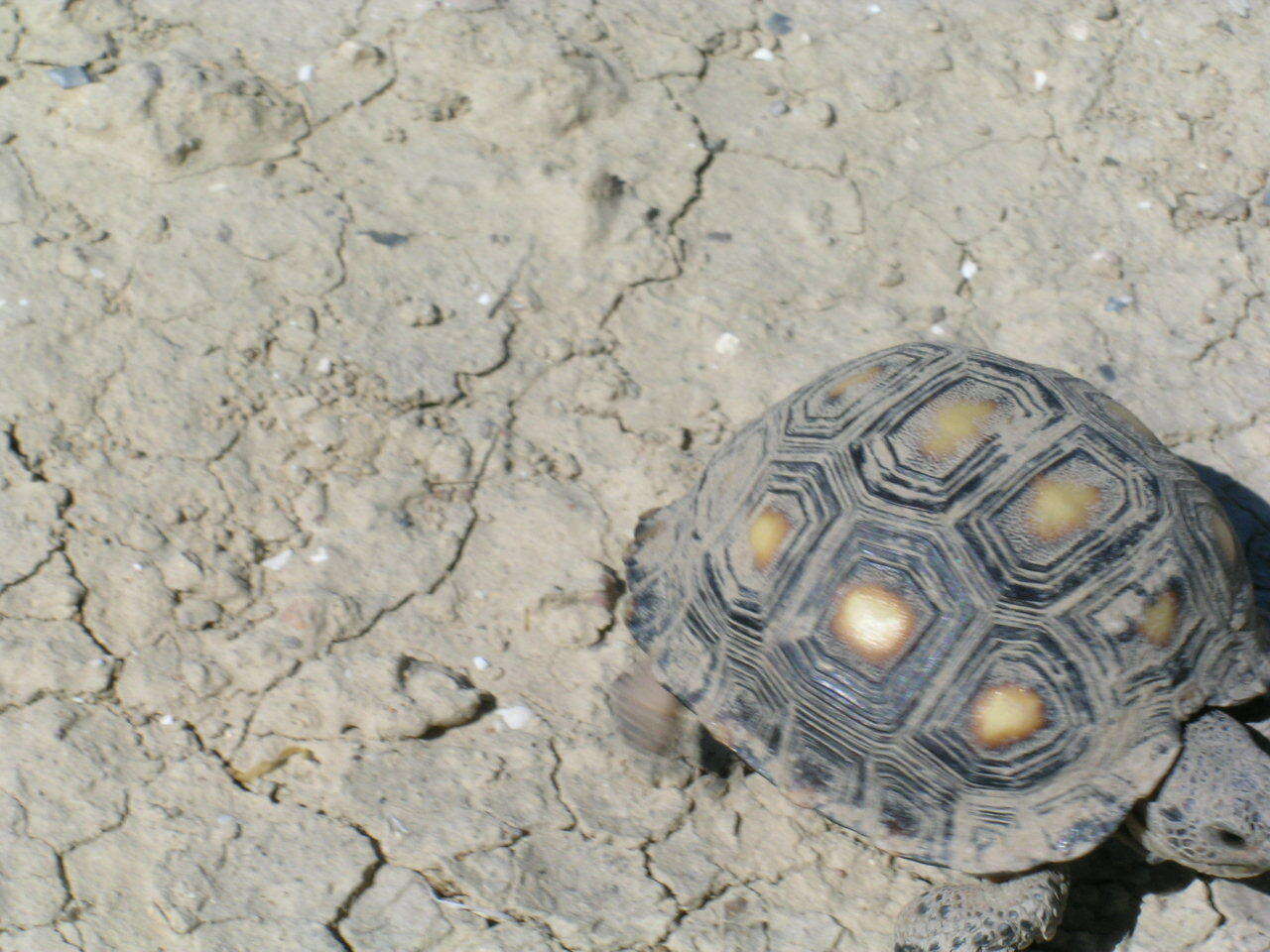 Image of Berlandier's Tortoise