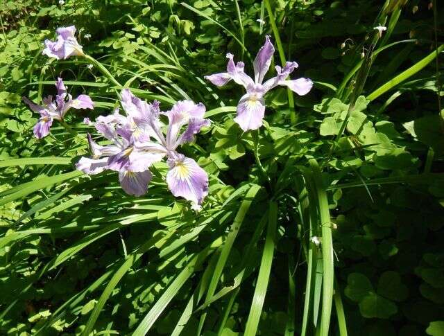 Image of toughleaf iris