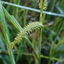 Image of Carex doniana Spreng.