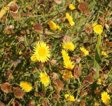 Image of Pulicaria dysenterica subsp. uliginosa (Stev. ex DC.) Nym.