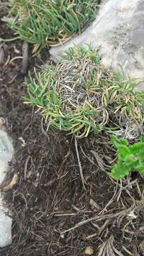 Plancia ëd Festuca hystrix Boiss.