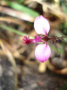 Слика од Polygala scabra L.