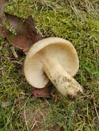 صورة Russula pulverulenta Peck 1902