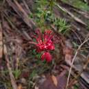 Image of Grevillea oldei Mc Gill.