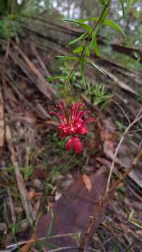 Image of Grevillea oldei Mc Gill.