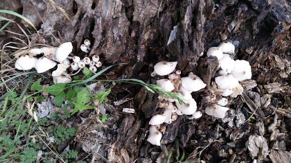 Image of Leucocoprinus cepistipes (Sowerby) Pat. 1889