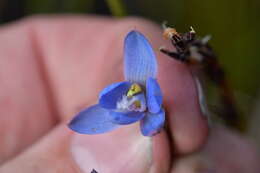 Image of Gumland sun orchid