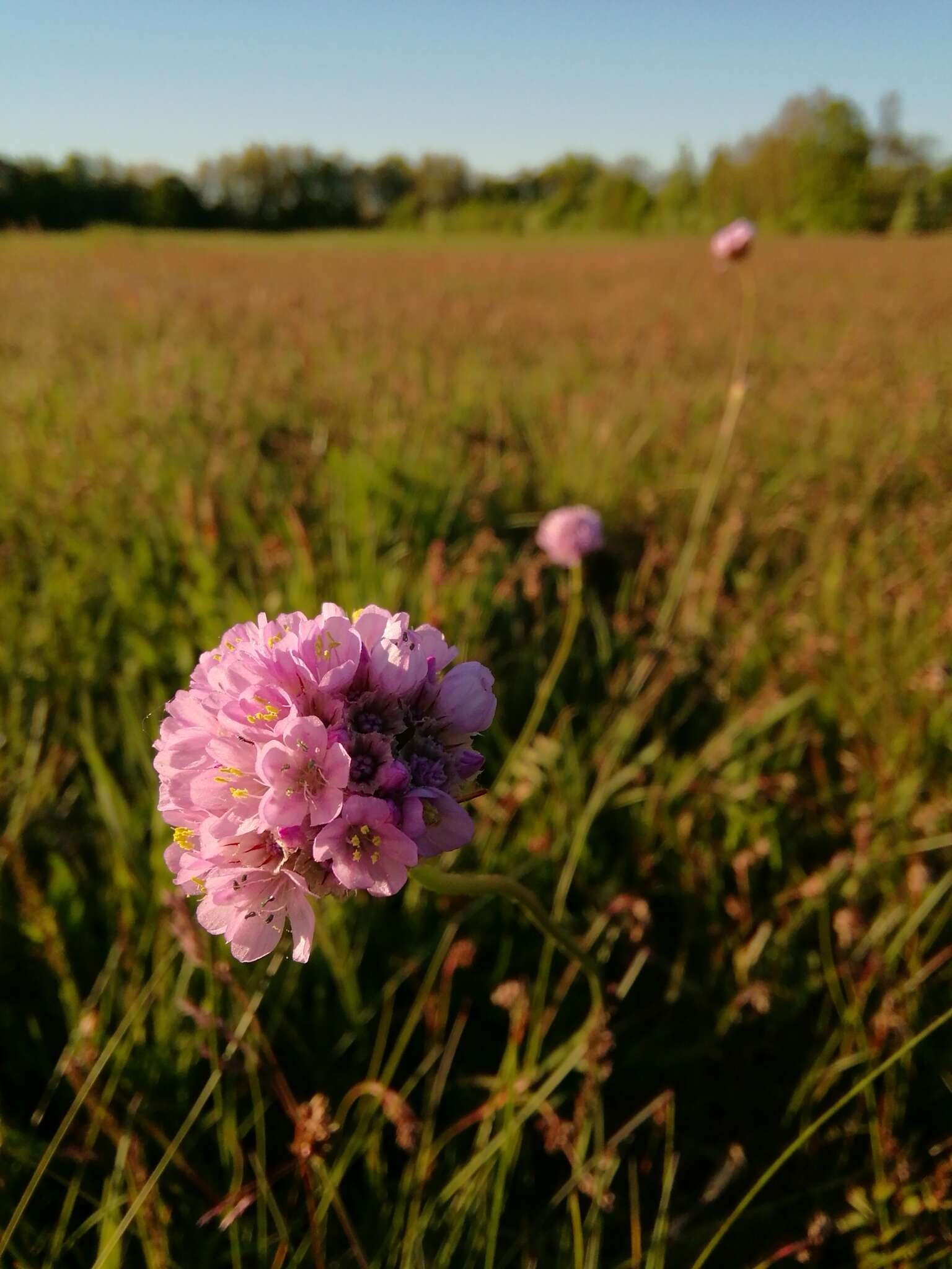 Image of Armeria maritima subsp. elongata (Hoffm.) Bonnier