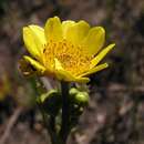 Image of Drakensberg Buttercup