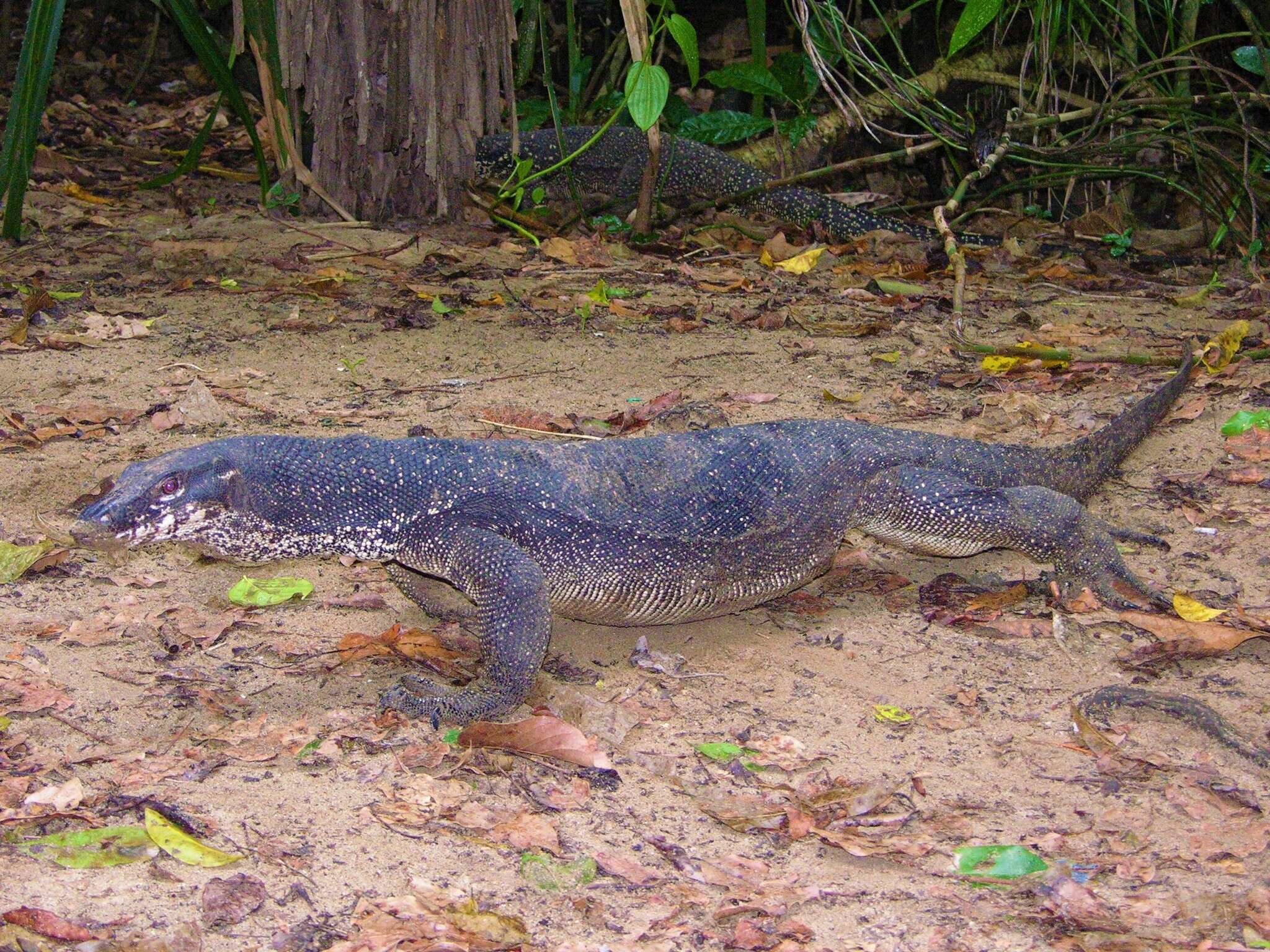 Image of Varanus palawanensis Koch, Gaulke & Böhme 2010