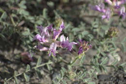 Image of Columbia milkvetch