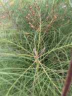 Image of Sonchus leptocephalus Cass.