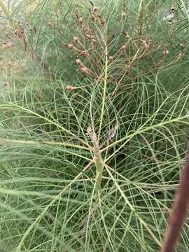 صورة Sonchus leptocephalus Cass.