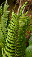 Austroblechnum durum (T. Moore) Gasper & V. A. O. Dittrich的圖片