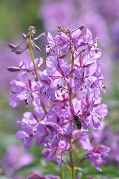 Image of Norwegian Wasp