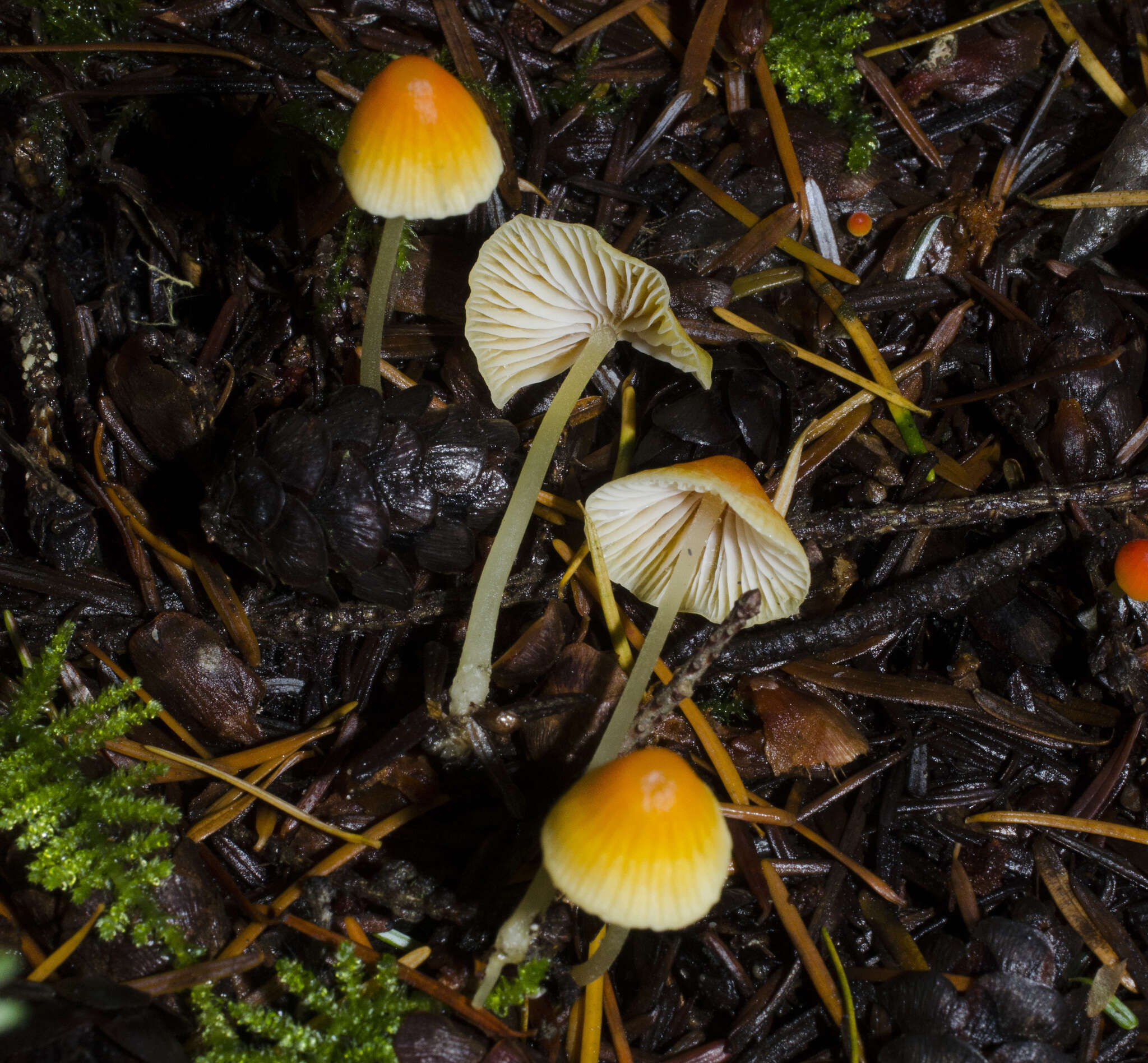 Sivun Atheniella aurantiidisca (Murrill) Redhead, Moncalvo, Vilgalys, Desjardin & B. A. Perry 2012 kuva