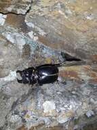 Image de Lucanus (Pseudolucanus) barbarossa Fabricius 1801