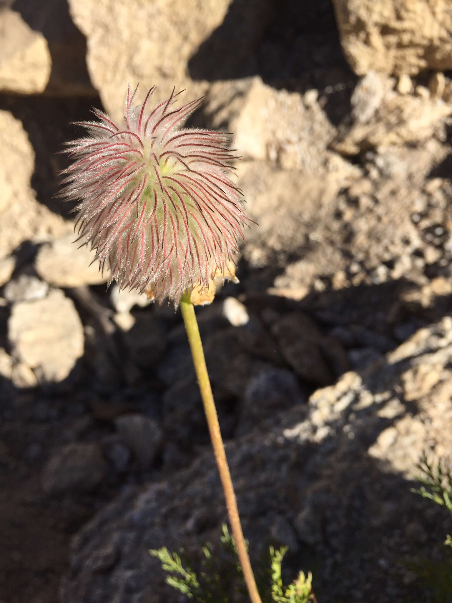 Image of white pasqueflower