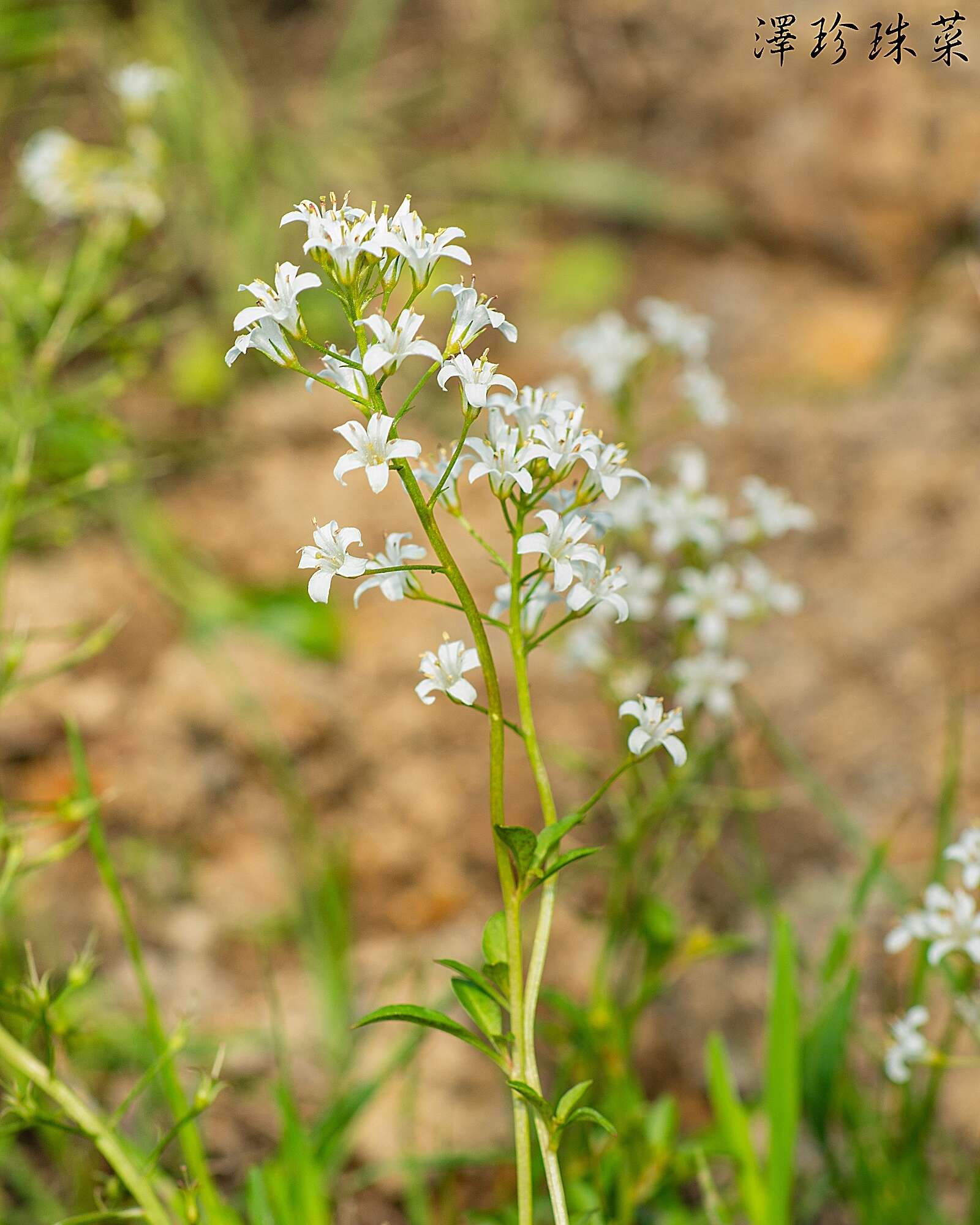 Imagem de Lysimachia candida Lindl.