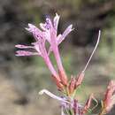 Plancia ëd Ipomopsis guttata (A. Gray) R. Moran