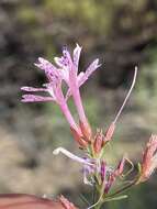 Plancia ëd Ipomopsis guttata (A. Gray) R. Moran