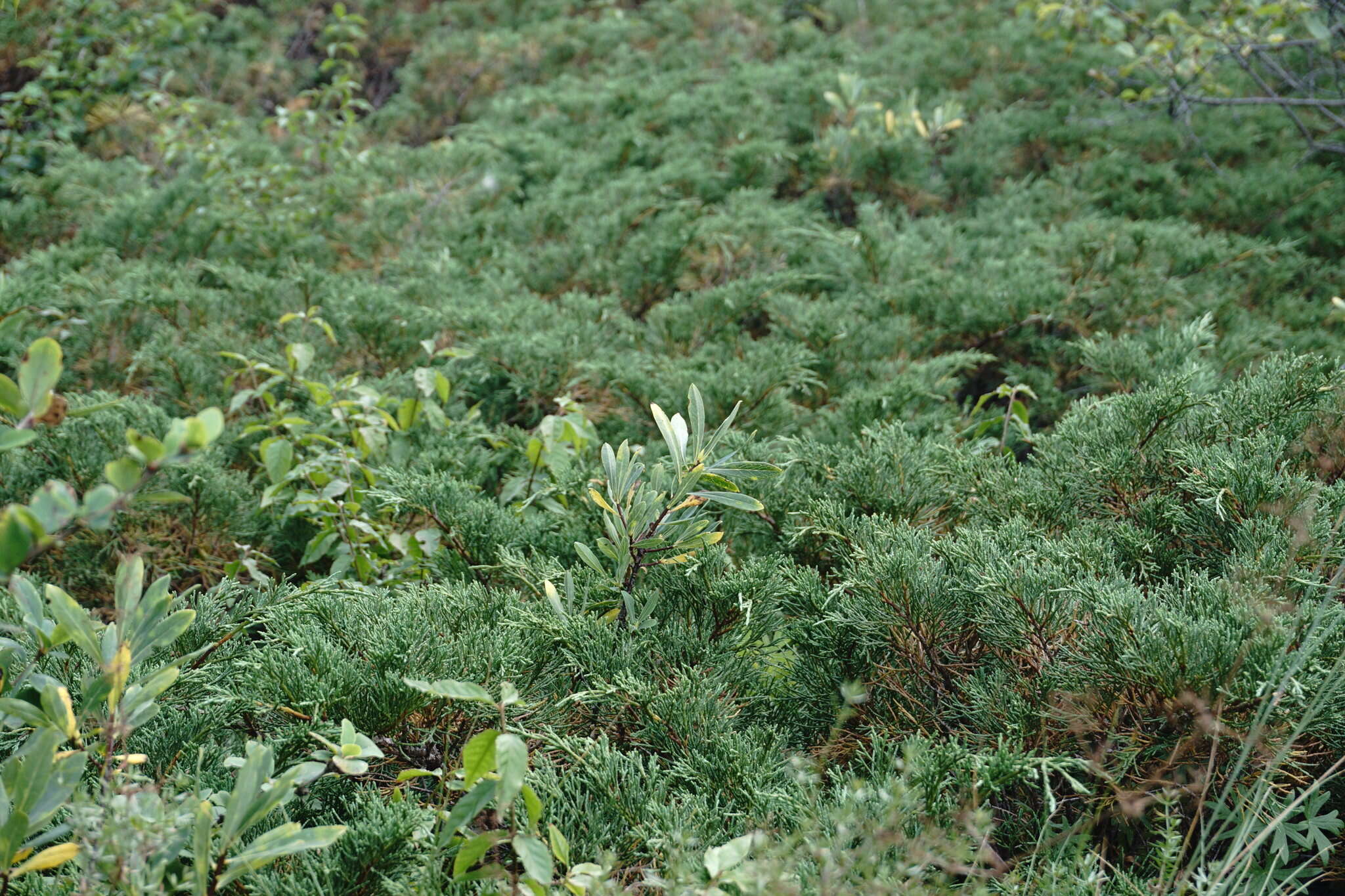 Image of Daphne sophia subsp. taurica (Kotov) J. J. Halda