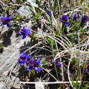 Image of Veronica nummularia Gouan