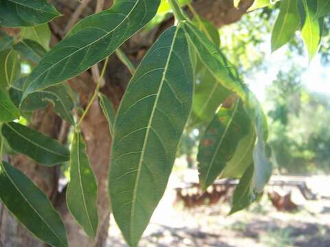 Image of Honduras Mahogany