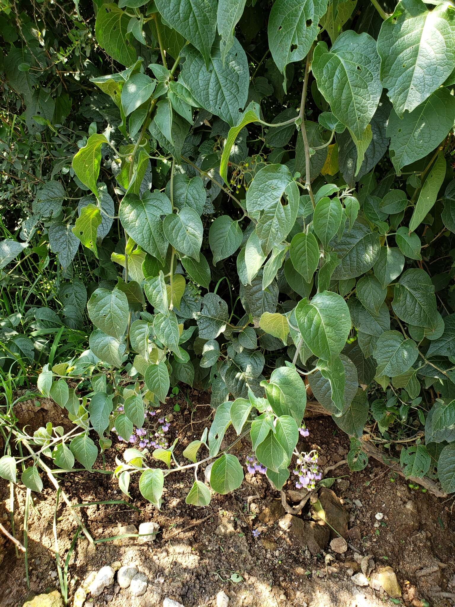 Image de Solanum dulcamaroides Dun.