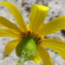 Image of Senecio littoreus var. hispidulus Harv.