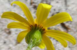 Image of Senecio littoreus var. hispidulus Harv.