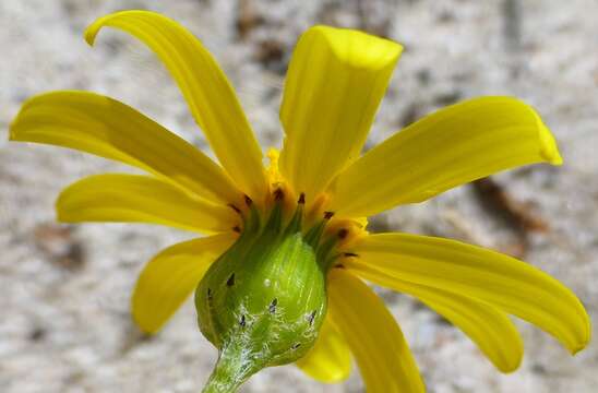 Image of Senecio littoreus var. hispidulus Harv.