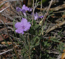 Image of Parry's wild petunia