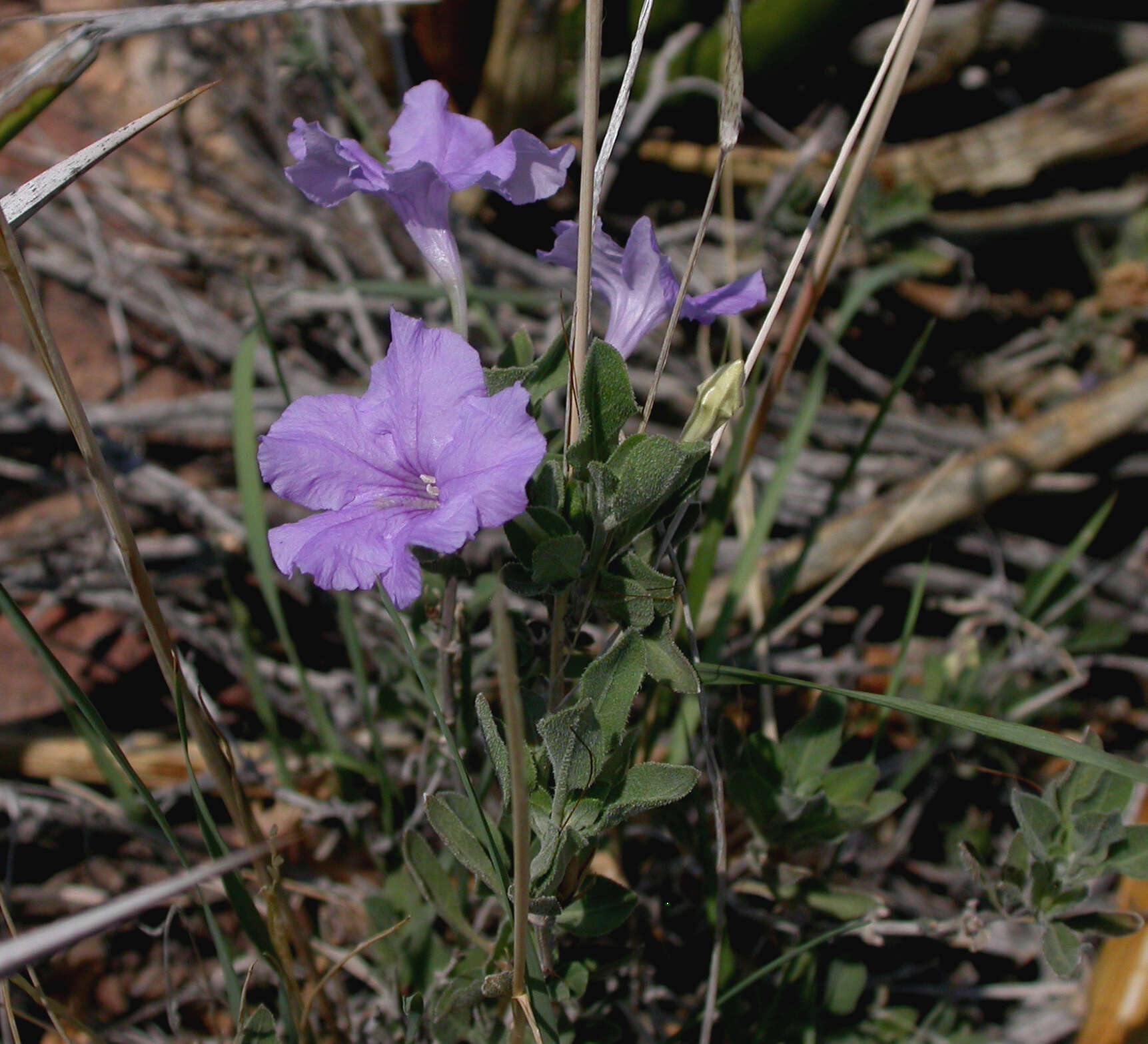 Image of Parry's wild petunia