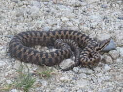 Imagem de Vipera aspis zinnikeri Kramer 1958