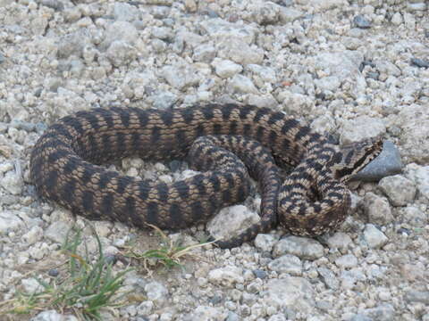 Image of Vipera aspis zinnikeri Kramer 1958