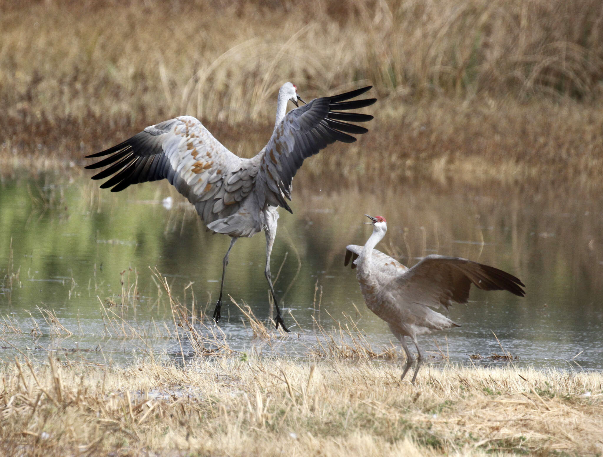 Image of Antigone canadensis canadensis (Linnaeus 1758)