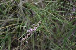 Imagem de Astragalus gracilis Nutt.