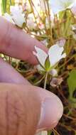 Image of white meadowfoam