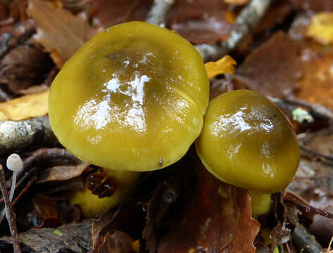 Image of Dermocybe alienata E. Horak 1988